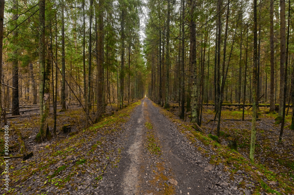 Autumn forest nature. Vivid morning in colorful forest