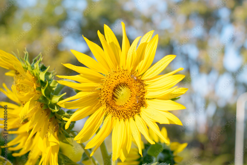 Fototapeta premium sunflower in the field