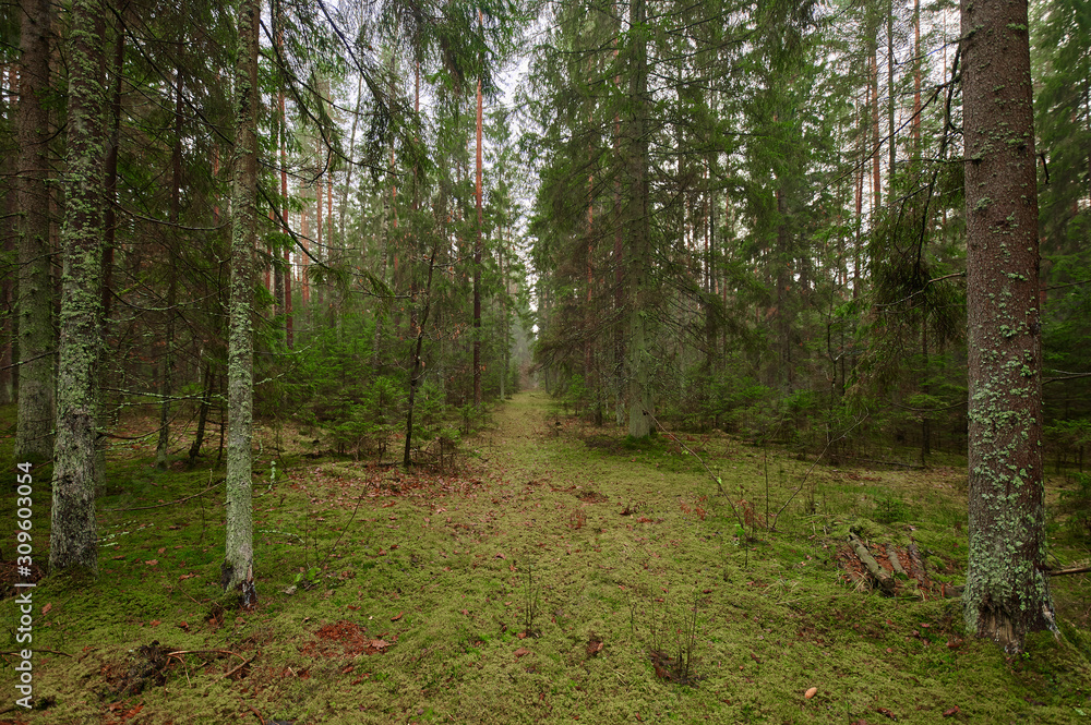 Obraz premium Autumn forest nature. Vivid morning in colorful forest