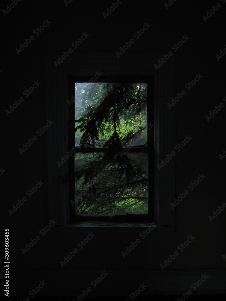 window in the forest window in the forest