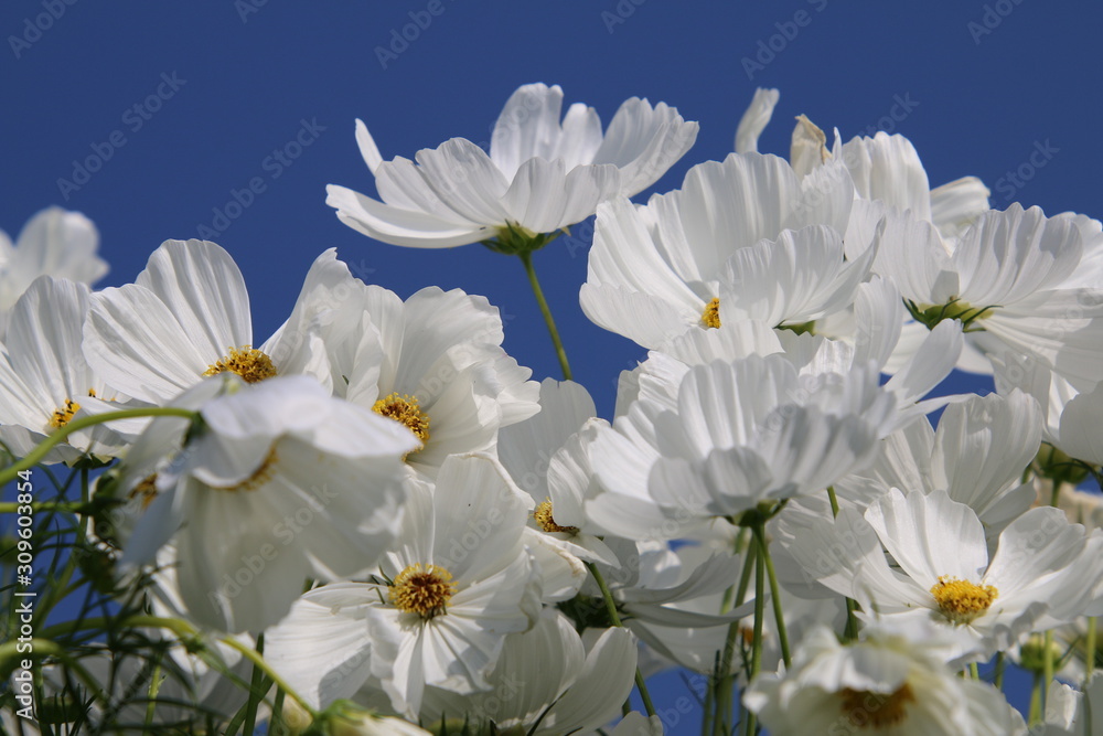 bouquet of flowers on green background of blue sky bouquet of flowers on green background of blue sky