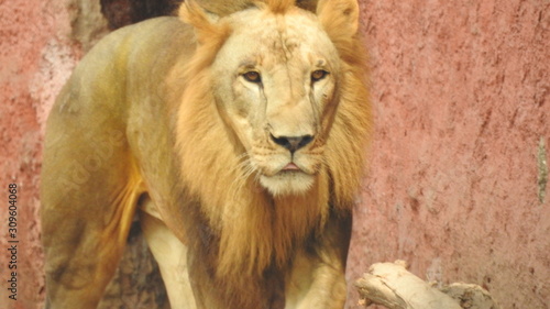 A close up shot of an African Lion.  African Lion full frontal closeup in beautiful sunlight colors.Lion (Panthera leo) detail male head