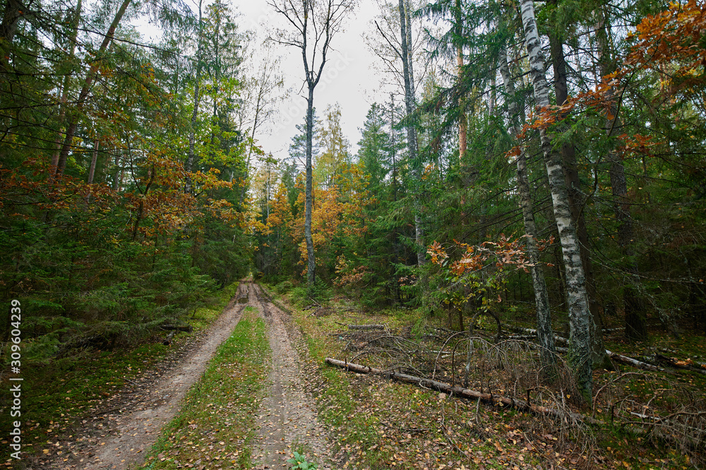 Fototapeta premium Autumn forest nature. Vivid morning in colorful forest