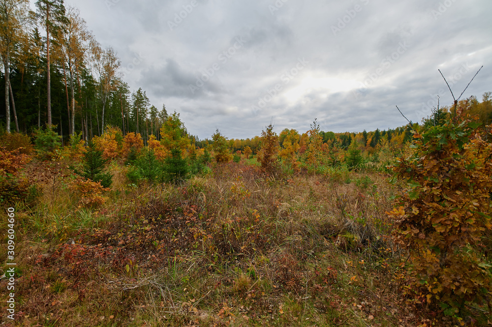 Fototapeta premium Autumn forest nature. Vivid morning in colorful forest
