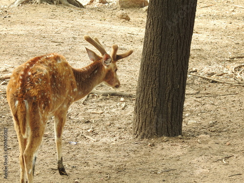 Fototapeta Naklejka Na Ścianę i Meble -  Noble deer male in winter snow forest Beautiful fallow deer in winter outdoors. fighting with their horns.  fighting in forest towards each other.