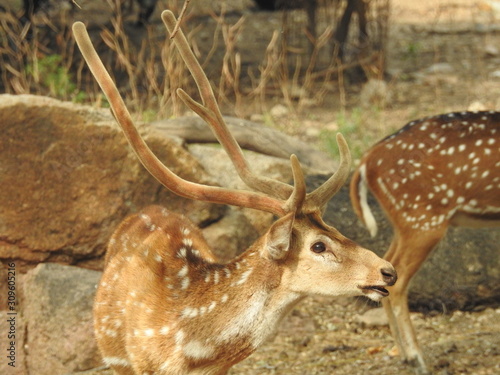 Fototapeta Naklejka Na Ścianę i Meble -  Noble deer male in winter snow forest Beautiful fallow deer in winter outdoors. fighting with their horns.  fighting in forest towards each other.