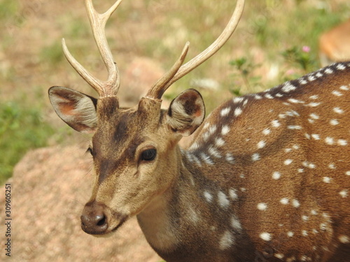 Fototapeta Naklejka Na Ścianę i Meble -  Noble deer male in winter snow forest Beautiful fallow deer in winter outdoors. fighting with their horns.  fighting in forest towards each other.