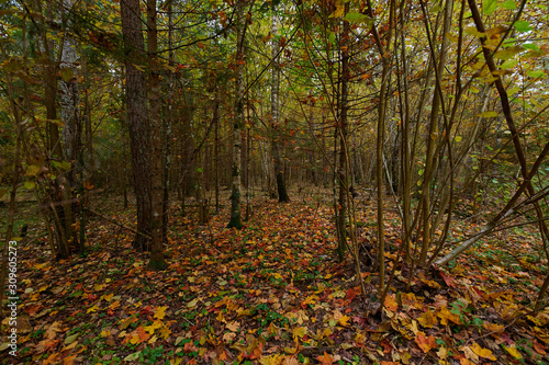 Autumn forest nature. Vivid morning in colorful forest