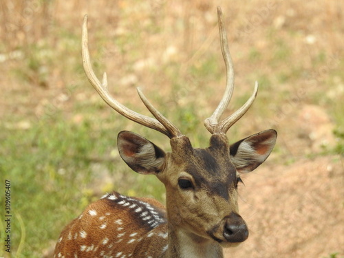 Fototapeta Naklejka Na Ścianę i Meble -  Noble deer male in winter snow forest Beautiful fallow deer in winter outdoors. fighting with their horns.  fighting in forest towards each other.