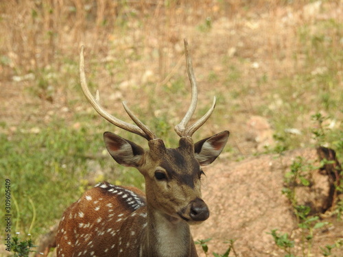 Fototapeta Naklejka Na Ścianę i Meble -  Noble deer male in winter snow forest Beautiful fallow deer in winter outdoors. fighting with their horns.  fighting in forest towards each other.