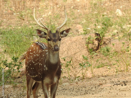 Fototapeta Naklejka Na Ścianę i Meble -  Noble deer male in winter snow forest Beautiful fallow deer in winter outdoors. fighting with their horns.  fighting in forest towards each other.