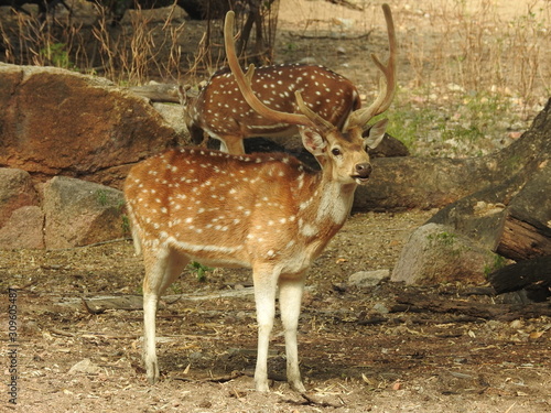 Fototapeta Naklejka Na Ścianę i Meble -  Noble deer male in winter snow forest Beautiful fallow deer in winter outdoors. fighting with their horns.  fighting in forest towards each other.