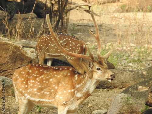 Fototapeta Naklejka Na Ścianę i Meble -  Noble deer male in winter snow forest Beautiful fallow deer in winter outdoors. fighting with their horns.  fighting in forest towards each other.