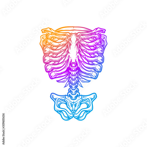 Skeleton torso with blurple gradient color. Stylish, hand drawn vector illustration in engraving technique of ribcage, spine, hipbones. Isolated on white background. 