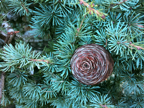 cone of a lebanese cedar on its branch (Cedrus libani)