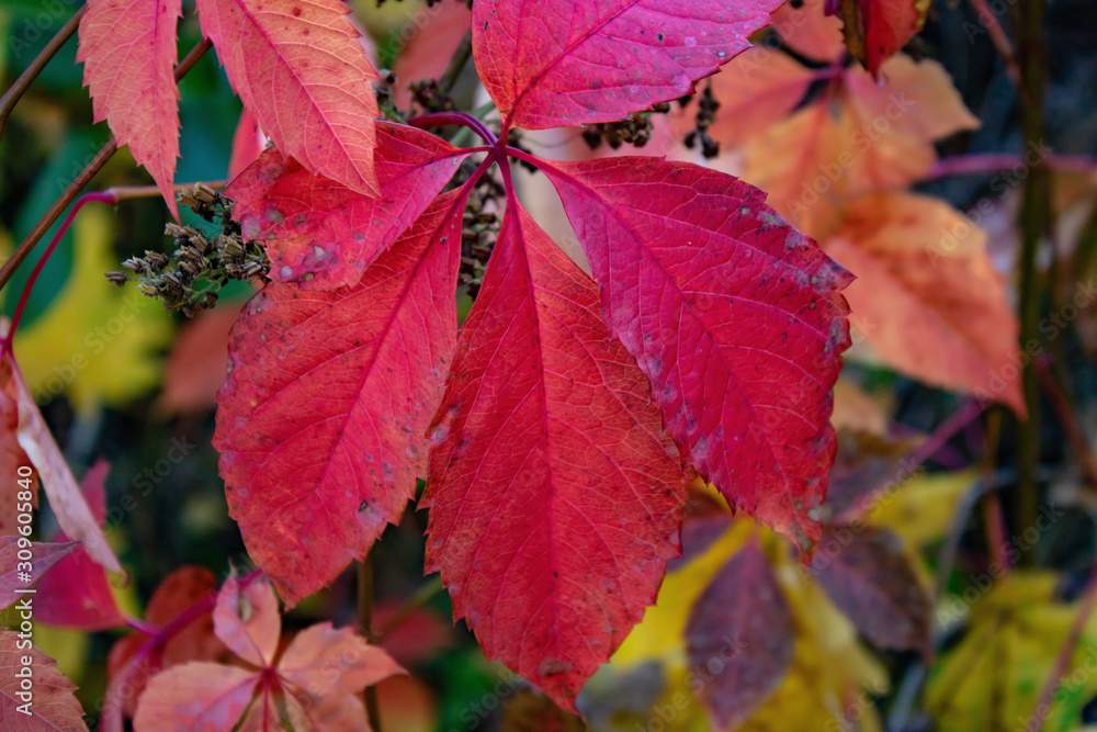 Crimson leaves of wild grapes in the rays of the rising autumn sun Crimson leaves of wild grapes in the rays of the rising autumn sun