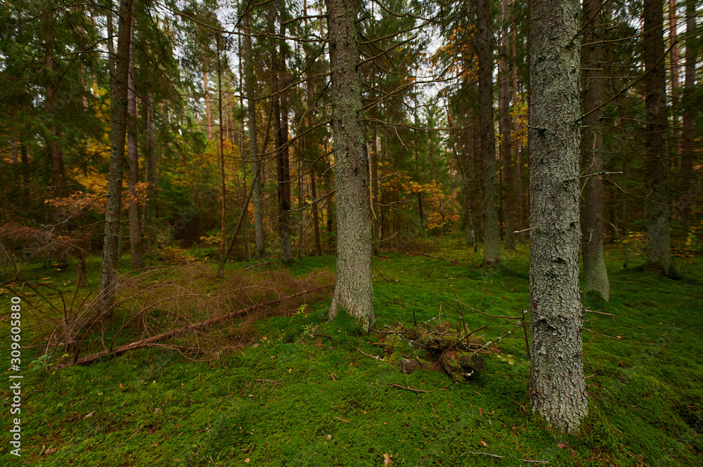 Obraz premium Autumn forest nature. Vivid morning in colorful forest