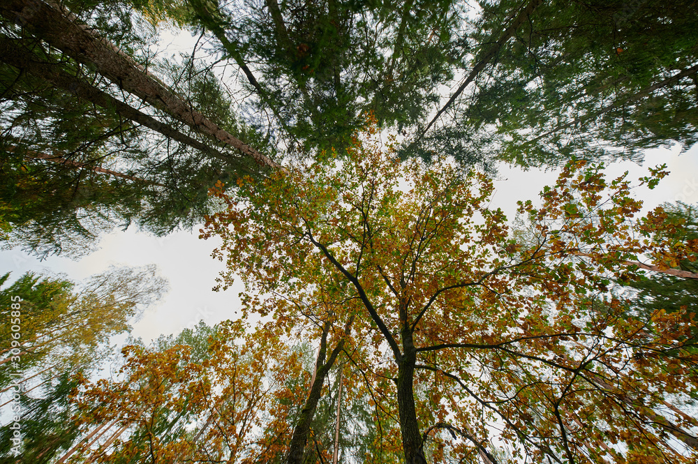 Obraz premium Autumn forest nature. Vivid morning in colorful forest