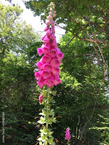 fleur clochette fushia photo