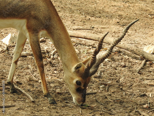 Fototapeta Naklejka Na Ścianę i Meble -  Noble deer male in winter snow forest Beautiful fallow deer in winter outdoors. fighting with their horns.  fighting in forest towards each other.