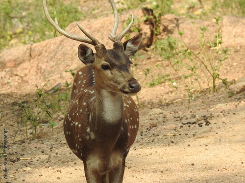 Fototapeta Naklejka Na Ścianę i Meble -  Noble deer male in winter snow forest Beautiful fallow deer in winter outdoors. fighting with their horns.  fighting in forest towards each other.