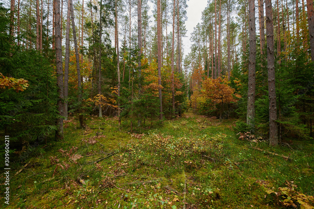 Obraz premium Autumn forest nature. Vivid morning in colorful forest