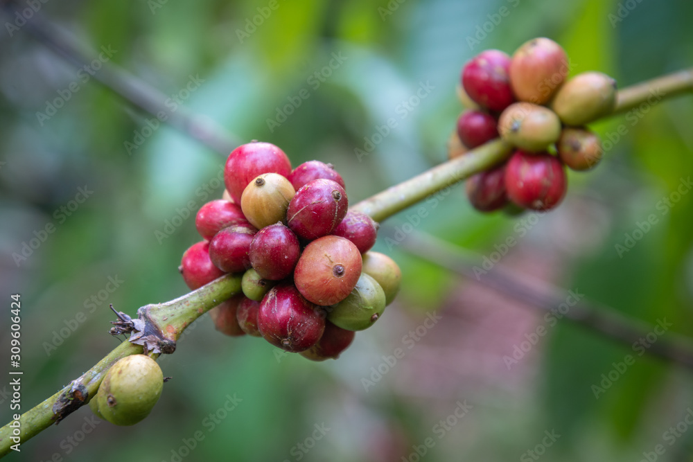 Closeup of coffee fruit in coffee farm and plantations Closeup of coffee fruit in coffee farm and plantations