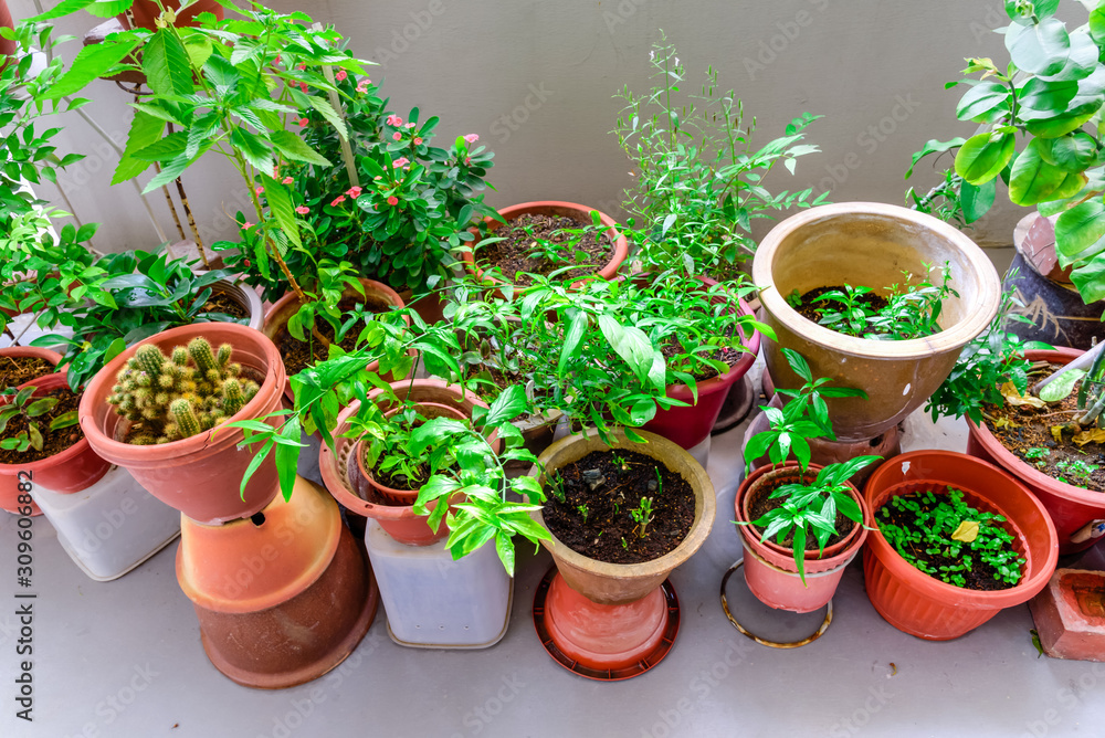 Organic flowers, vegetable and herbs pots over balcony garden of public housing in Singapore