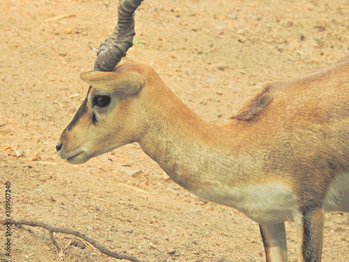 Fototapeta Naklejka Na Ścianę i Meble -  Roe deer sitting in a green grass field A closeup look and detailed view of this species. Western roe deer, chevreuil, or simply roe deer or roe. spotted white tailed deer fawn in a forest with horns.