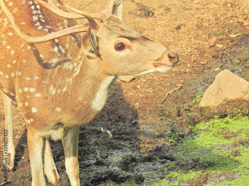 Fototapeta Naklejka Na Ścianę i Meble -  Roe deer sitting in a green grass field A closeup look and detailed view of this species. Western roe deer, chevreuil, or simply roe deer or roe. spotted white tailed deer fawn in a forest with horns.