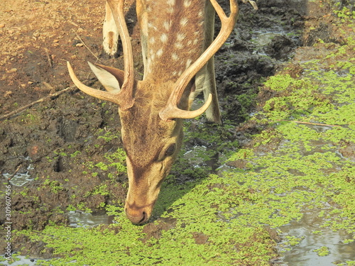 Fototapeta Naklejka Na Ścianę i Meble -  Roe deer sitting in a green grass field A closeup look and detailed view of this species. Western roe deer, chevreuil, or simply roe deer or roe. spotted white tailed deer fawn in a forest with horns.