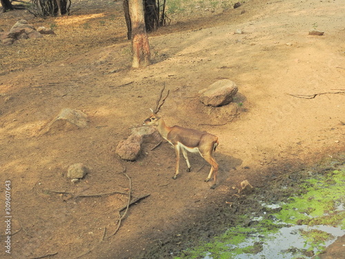 Fototapeta Naklejka Na Ścianę i Meble -  Roe deer sitting in a green grass field A closeup look and detailed view of this species. Western roe deer, chevreuil, or simply roe deer or roe. spotted white tailed deer fawn in a forest with horns.