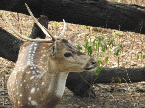 Fototapeta Naklejka Na Ścianę i Meble -  Roe deer sitting in a green grass field A closeup look and detailed view of this species.  Also known as western roe deer, chevreuil, or simply roe deer or roe, An isolated background with out-focus N