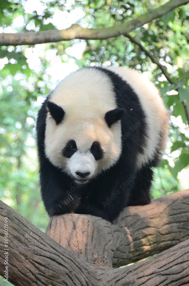 Fototapeta premium Panda Gignate su albero