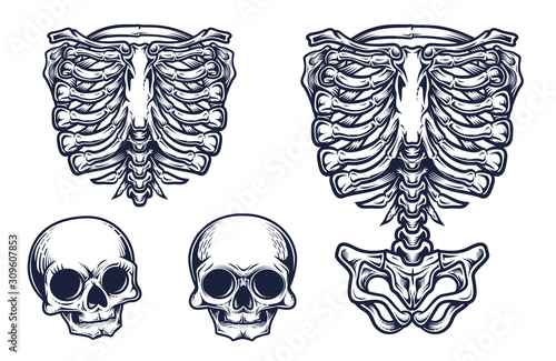 Skeleton torso and two skulls set. Stylish, hand drawn vector illustration in engraving technique of ribcage, spine, hipbones and skulls. Isolated on white background.