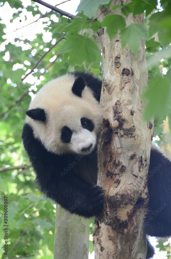 Obraz premium Panda Gignate su albero