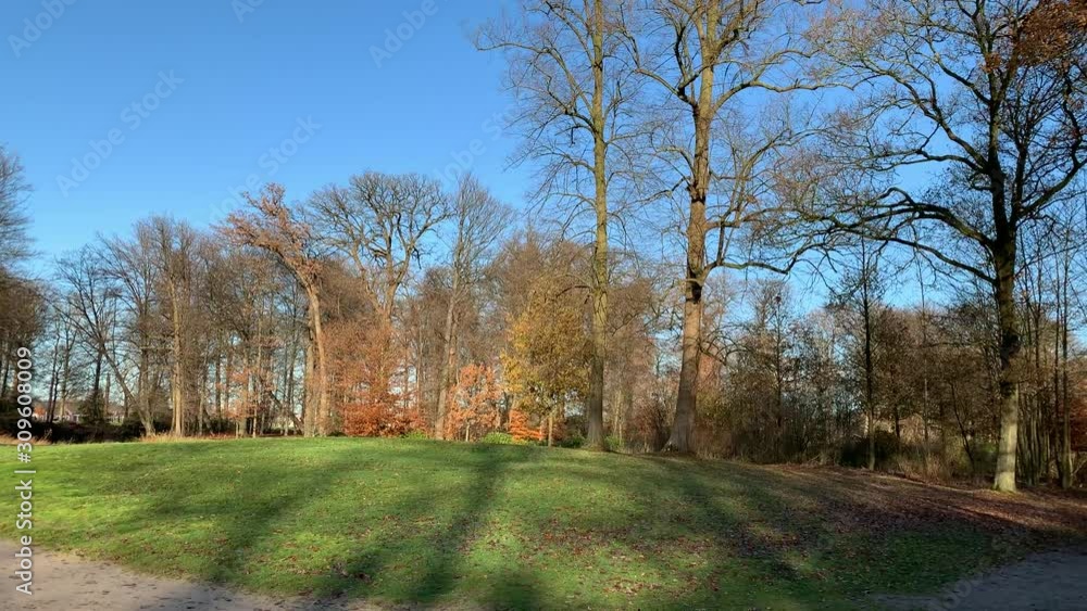 Majestic trees in autumn standing in their own leaves against a blue sky Majestic trees in autumn standing in their own leaves against a blue sky