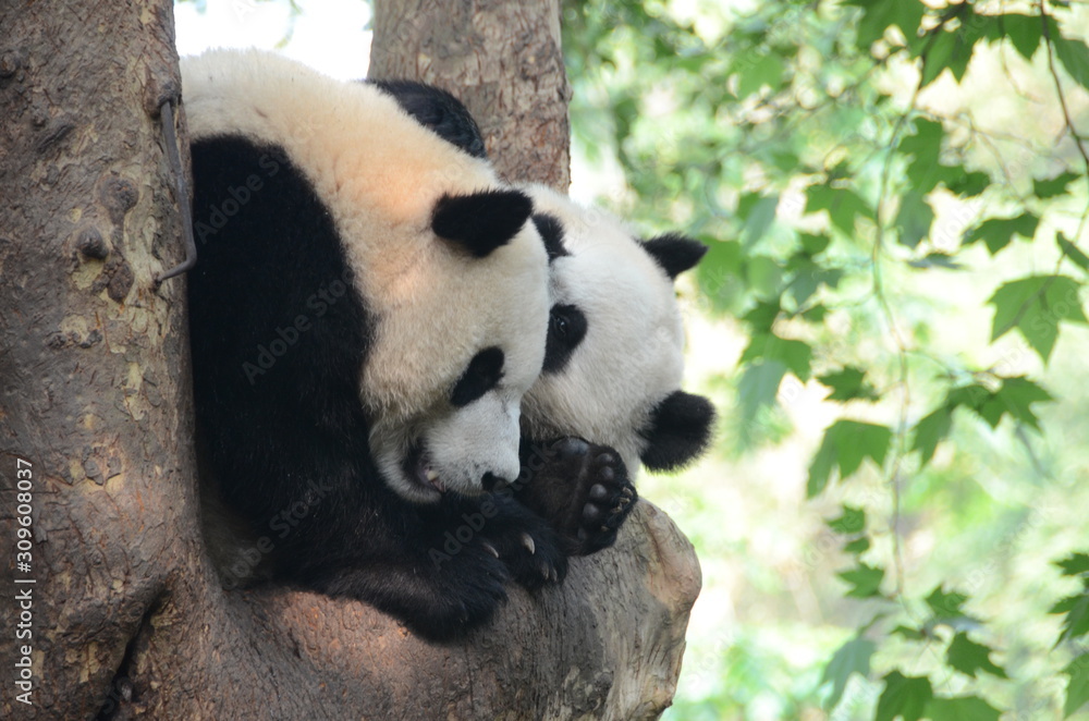 Fototapeta premium Coppia di panda gigante