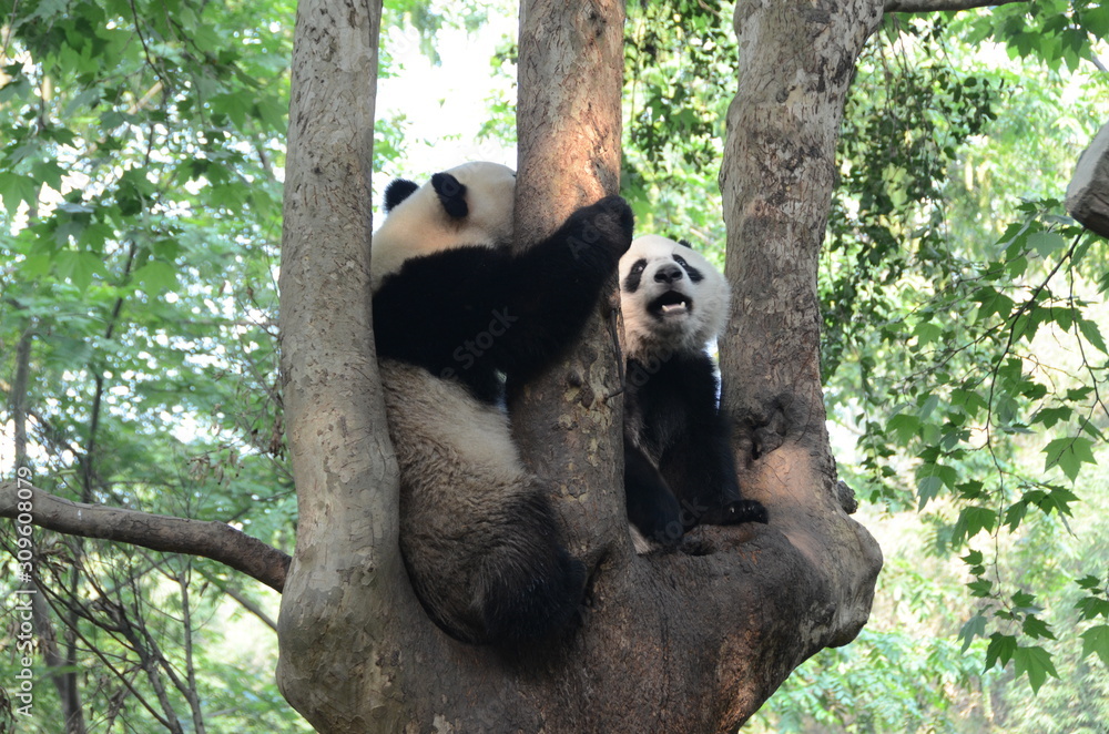 Coppia di panda gigante Coppia di panda gigante
