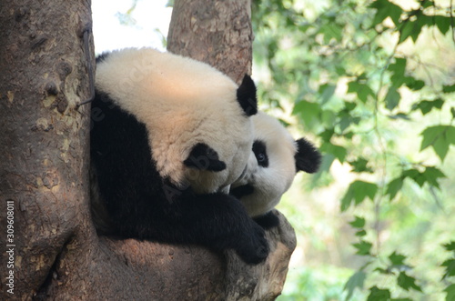 Fototapeta Naklejka Na Ścianę i Meble -  Coppia di panda gigante