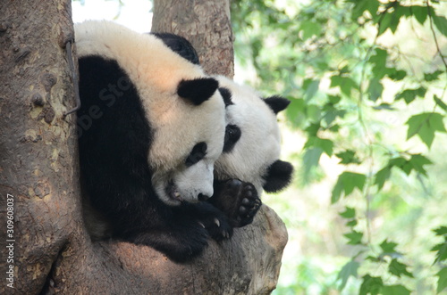 Fototapeta Naklejka Na Ścianę i Meble -  Coppia di panda gigante