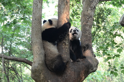 Coppia di panda gigante