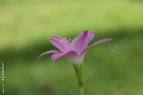 single rain Lilly flower 