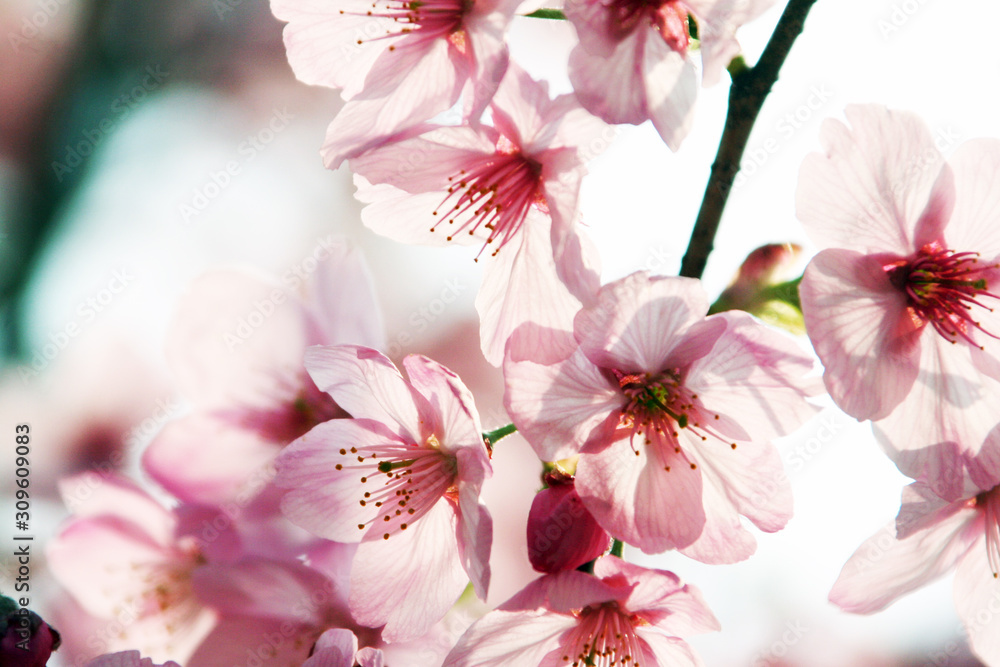 Naklejka premium 光に透ける桜の花(ソメイヨシノ)のクローズアップ写真素材