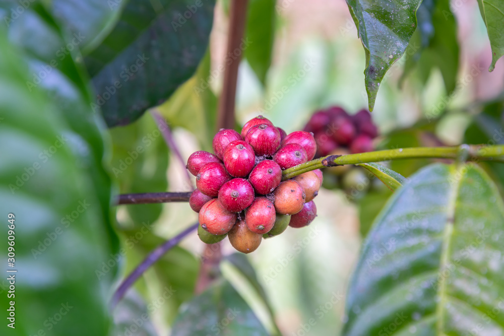 Obraz premium Closeup of coffee fruit in coffee farm and plantations