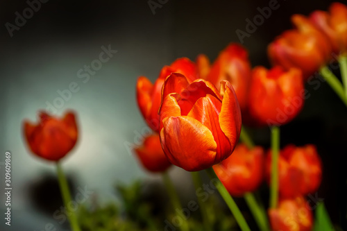 Orange tulip prominent and beautiful on a black background.