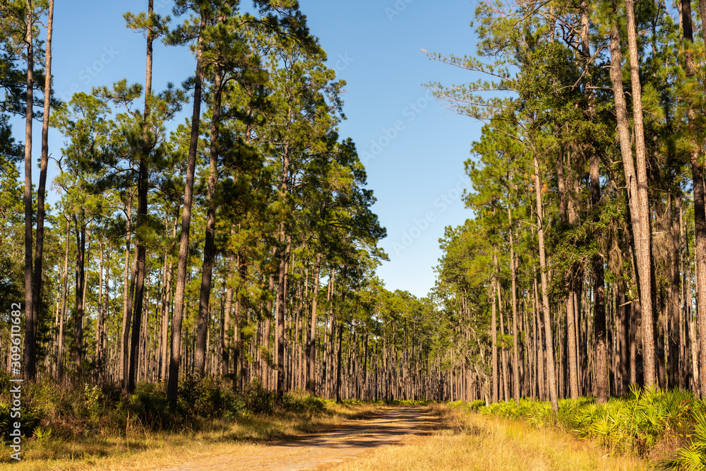 Obraz premium Forrest