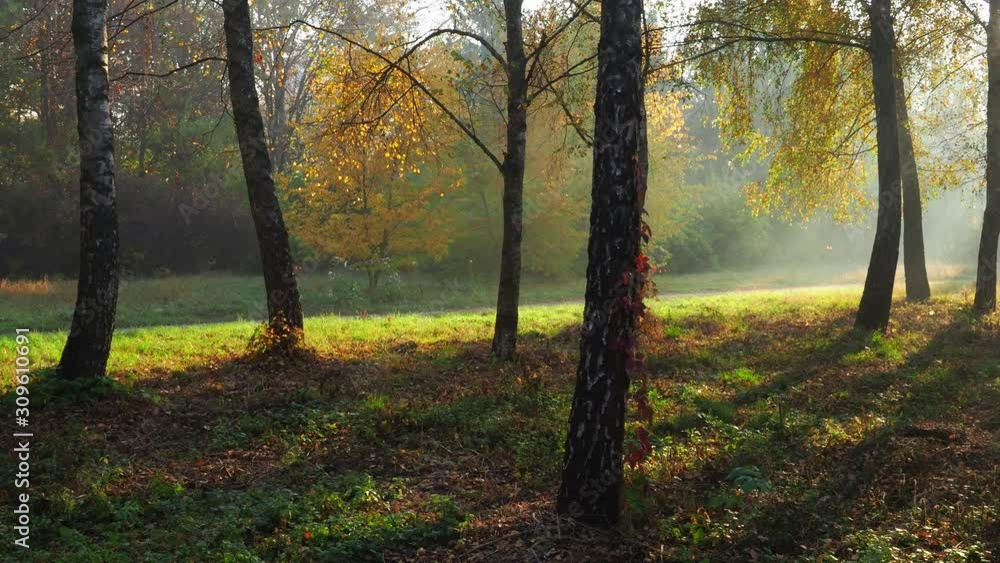 Morning sun beams light through trees in autumn misty forest Morning sun beams light through trees in autumn misty forest
