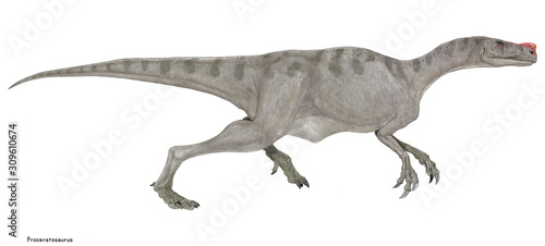 プロケラトサウルス ジュラ紀中期にヨーロッパに生息していた肉食恐竜。鼻筋に鶏冠を持つことからケラトサウルスの祖先とされていたが、のちにティラノサウルス上科に新たに発見された鶏冠を持つグアンロンとともにプロケラトサウルス科として分類され、ティラノサウルスの仲間に分類されている。