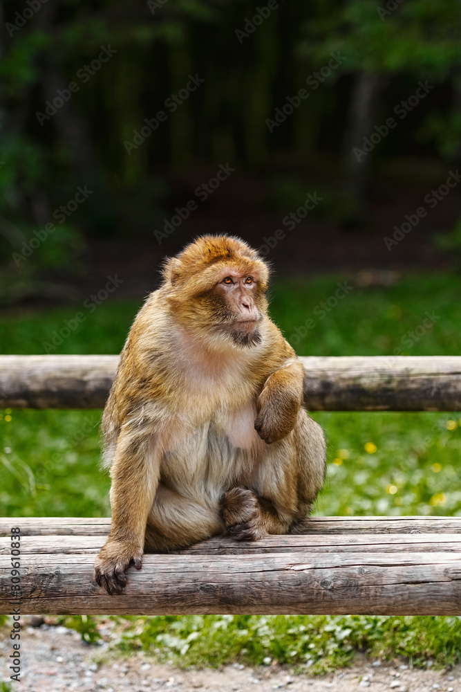 Barbary Macaque (Macaca Sylvanus) Barbary Macaque (Macaca Sylvanus)